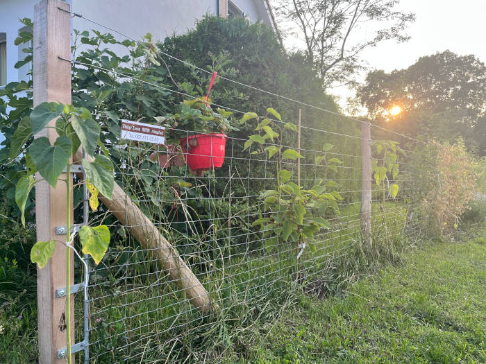 Müller Zäune Schupfart: Weidezaun Knotengitter